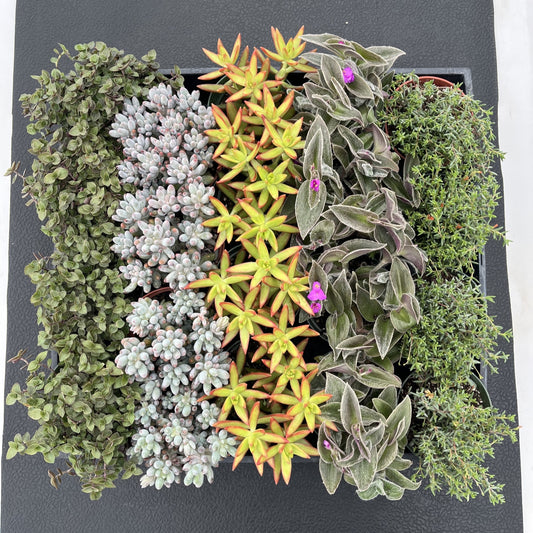 Assorted Succulents (5 Varieties) Bulk 20 Tray - 4in Pot