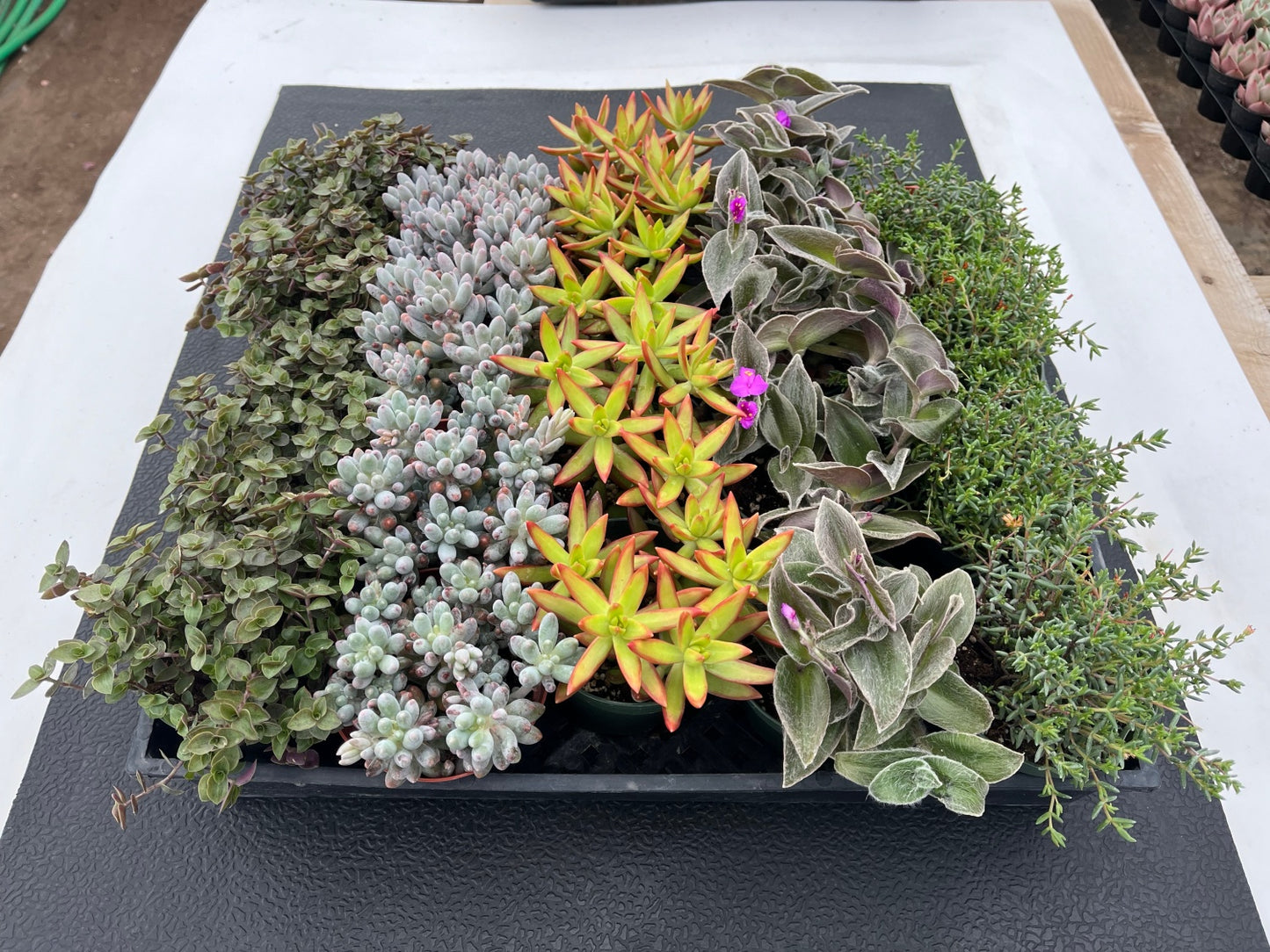 Assorted Succulents (5 Varieties) Bulk 20 Tray - 4in Pot