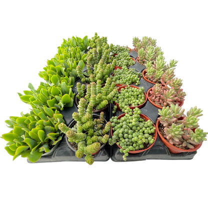 Assorted Live Succulents 20pcs a Tray 4in Pot 4 Varieties