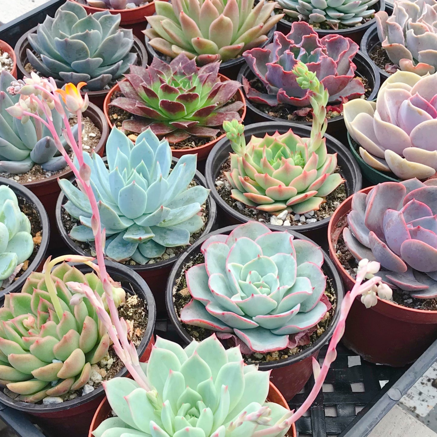 Assorted Rosette Succulents 20pcs a Tray 4in Pot 4 Varieties