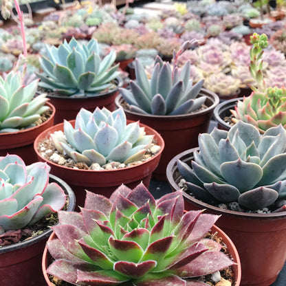 Assorted Rosette Succulents 20pcs a Tray 4in Pot 4 Varieties
