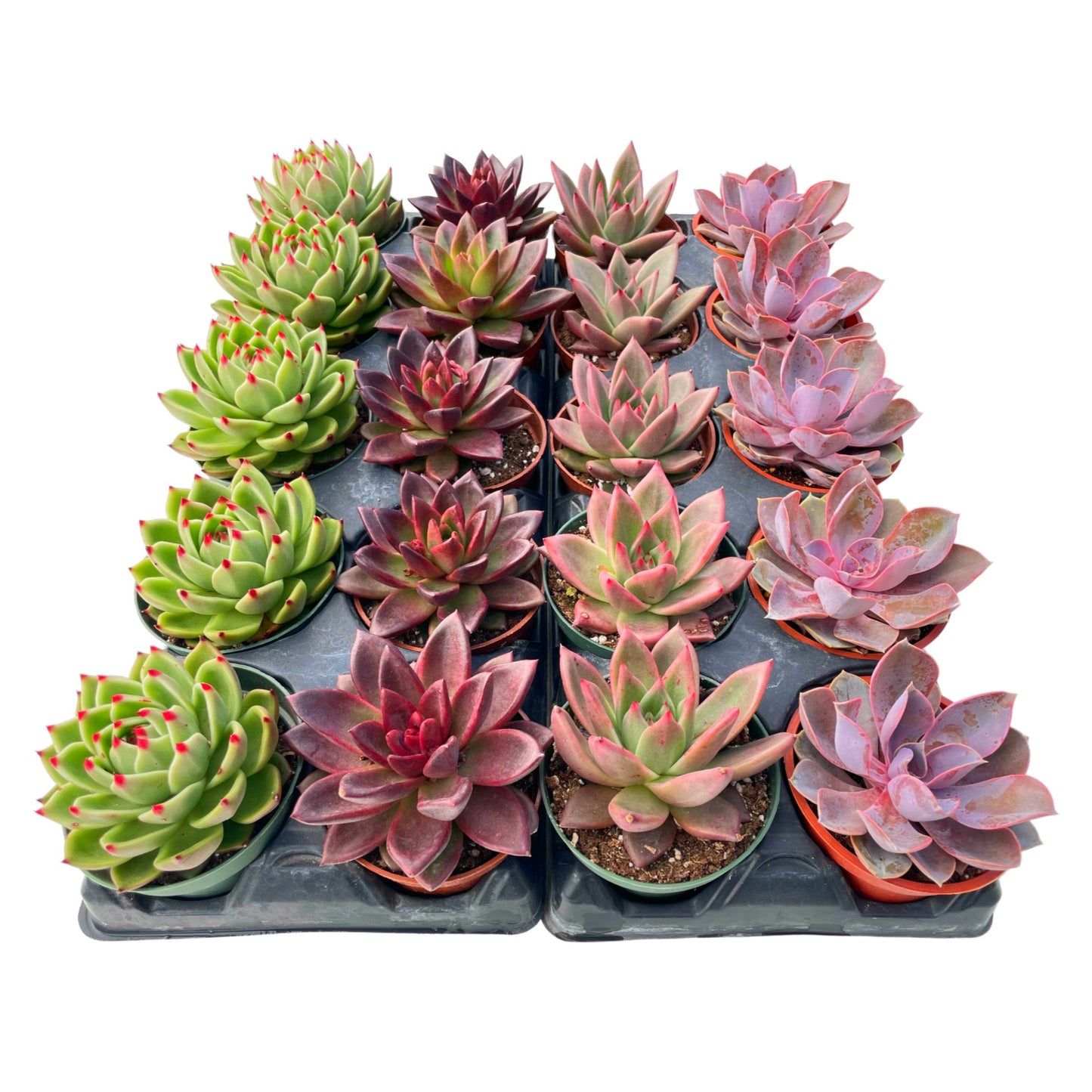 Assorted Rosette Succulents 20pcs a Tray 4in Pot 4 Varieties