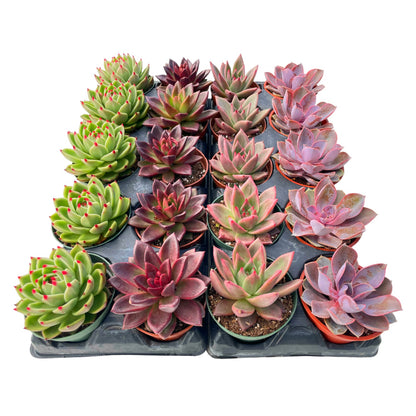 Assorted Rosette Succulents 20pcs a Tray 4in Pot 4 Varieties