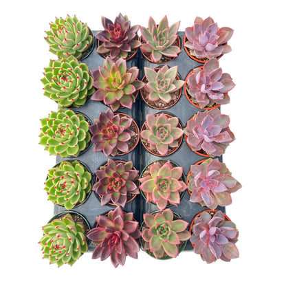 Assorted Rosette Succulents 20pcs a Tray 4in Pot 4 Varieties
