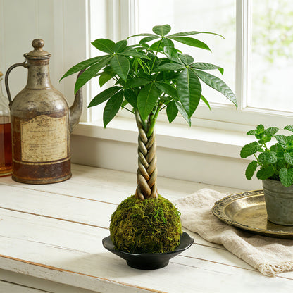 Kokedama Braid Money Tree with Planter Live Moss Ball Money Tree Plant