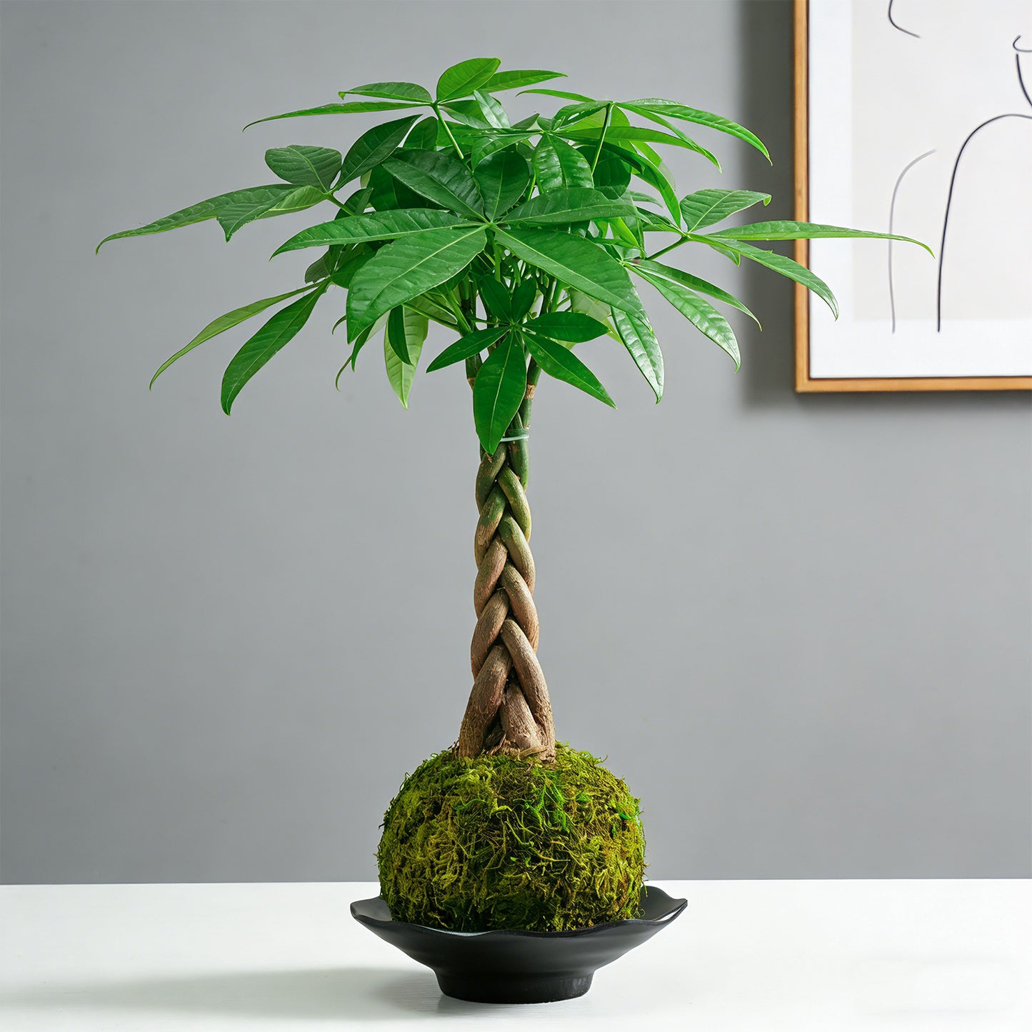 Kokedama Braid Money Tree with Planter Live Moss Ball Money Tree Plant