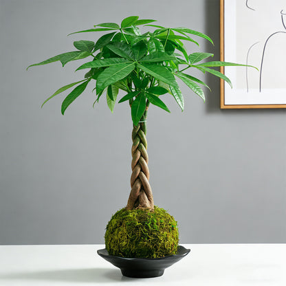 Kokedama Braid Money Tree with Planter Live Moss Ball Money Tree Plant