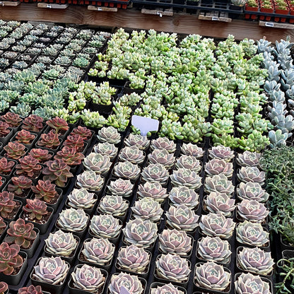 2" Nursery Pots Sets (Only Pots)