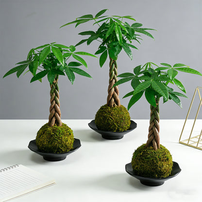 Kokedama Braid Money Tree with Planter Live Moss Ball Money Tree Plant