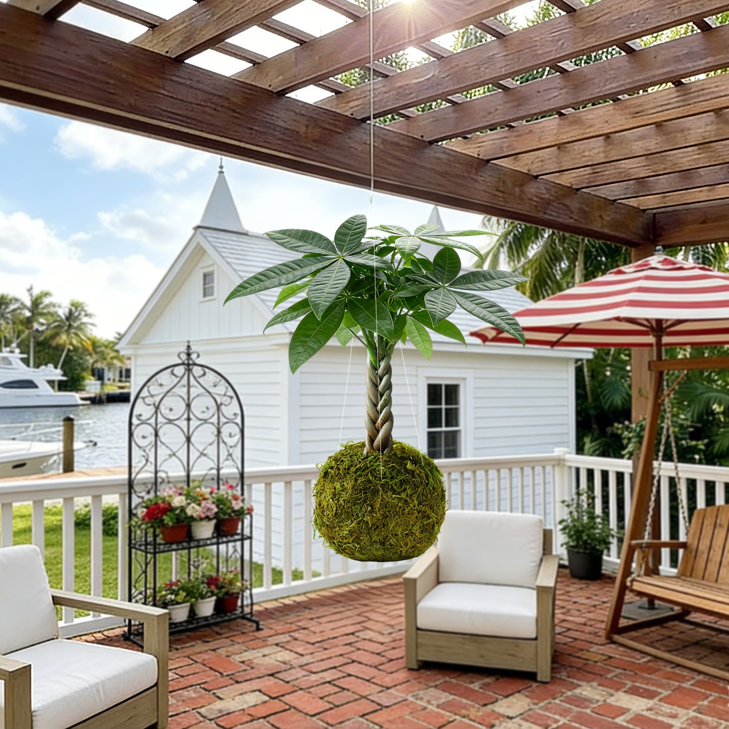 Kokedama Braid Money Tree with Planter Live Moss Ball Money Tree Plant