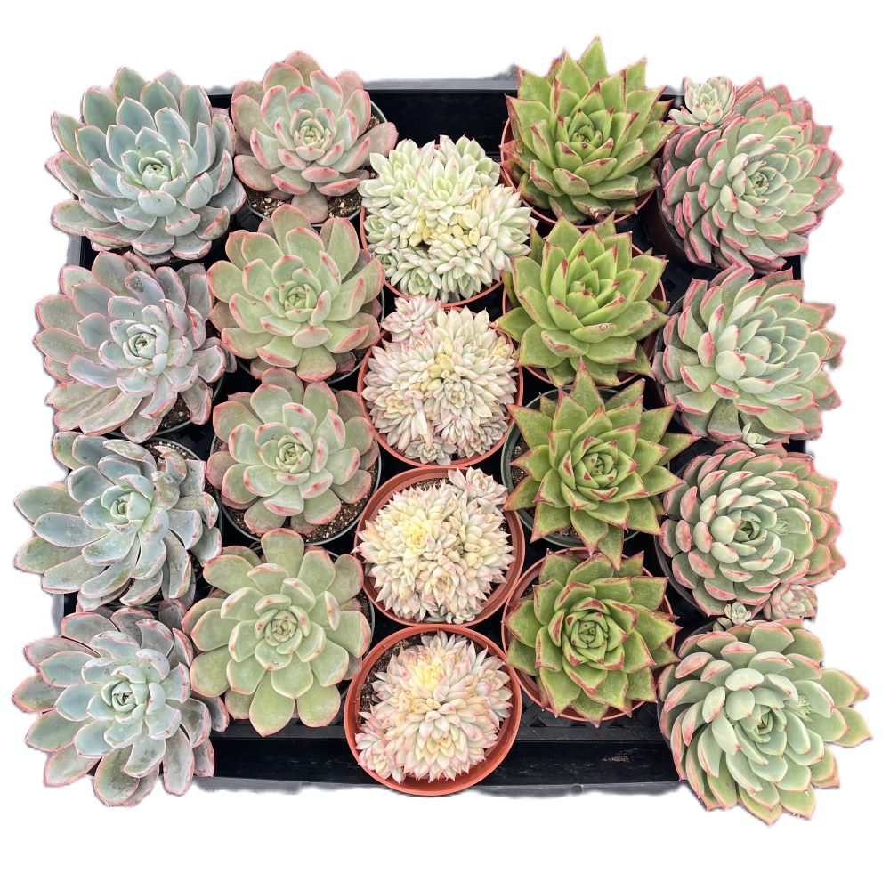 Assorted Rosettes Succulents (5 Varieties) Bulk 20 Tray - 4in Pot