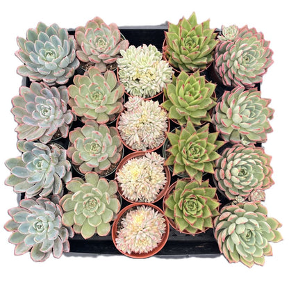 Assorted Rosettes Succulents (5 Varieties) Bulk 20 Tray - 4in Pot