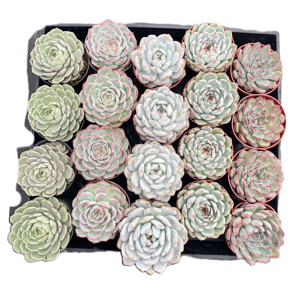 Assorted Rosettes Succulents (5 Varieties) Bulk 20 Tray - 4in Pot