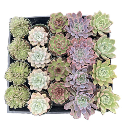 Assorted Rosettes Succulents (5 Varieties) Bulk 20 Tray - 4in Pot