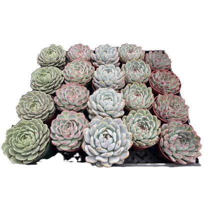 Assorted Rosettes Succulents (5 Varieties) Bulk 20 Tray - 4in Pot