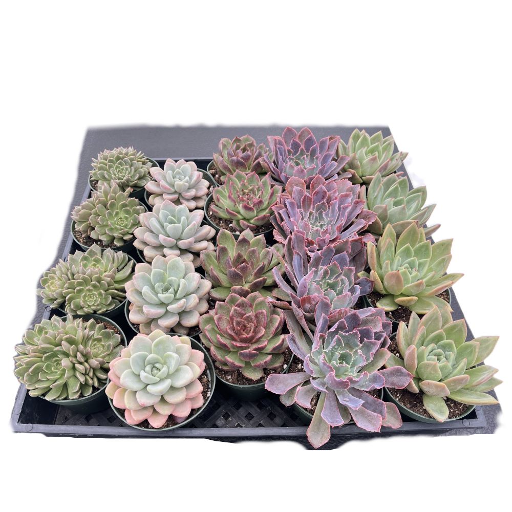 Assorted Rosettes Succulents (5 Varieties) Bulk 20 Tray - 4in Pot
