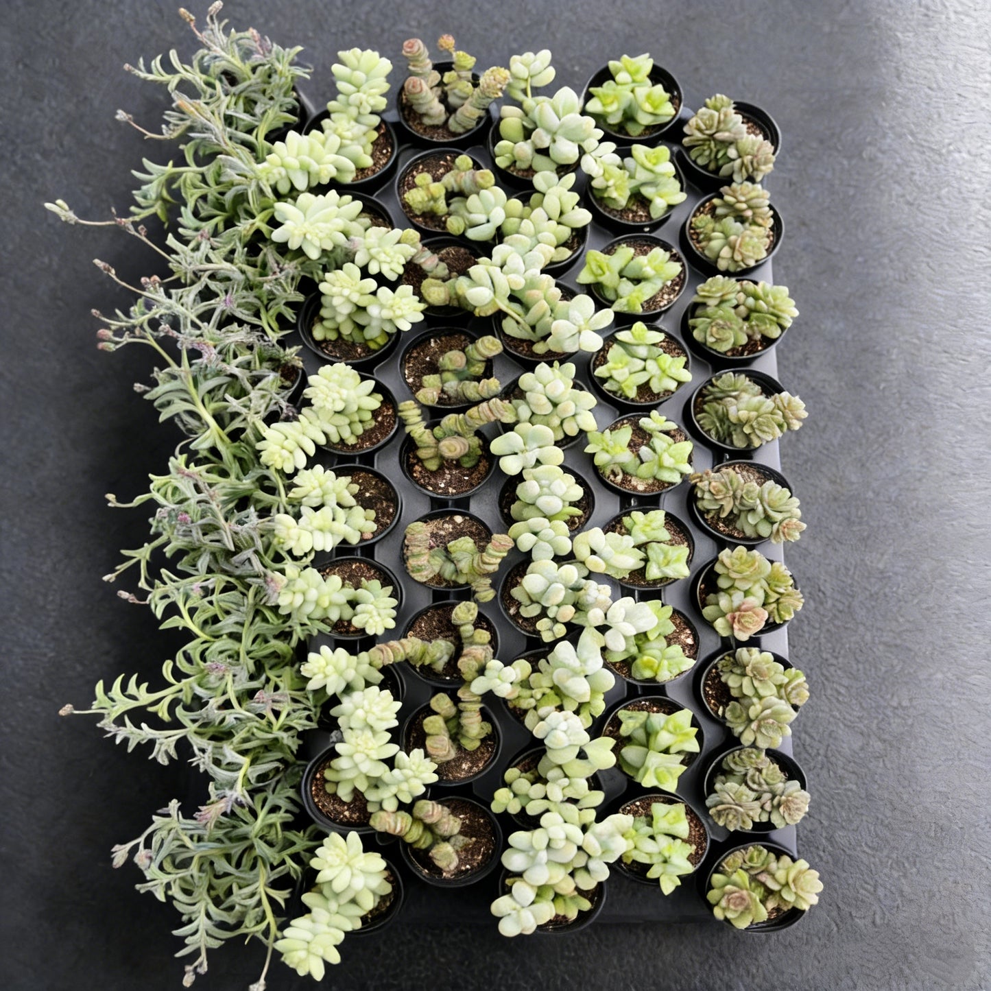 Assorted Succulents (6 Varieties) Bulk 54 Tray - 2in Pot