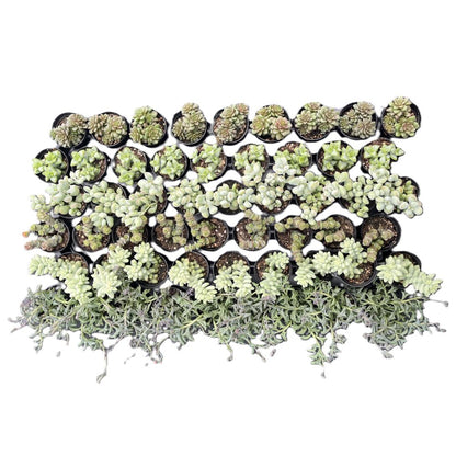 Assorted Succulents (6 Varieties) Bulk 54 Tray - 2in Pot