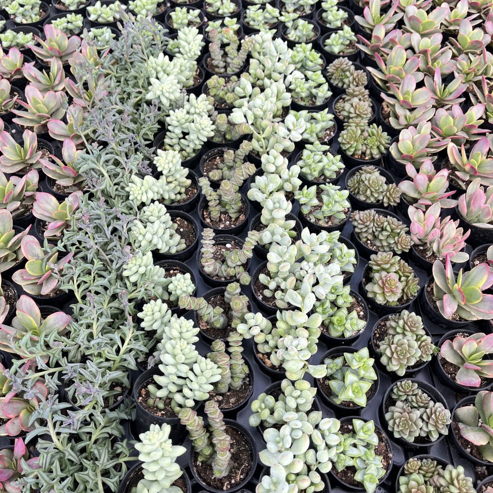 Assorted Succulents (6 Varieties) Bulk 54 Tray - 2in Pot