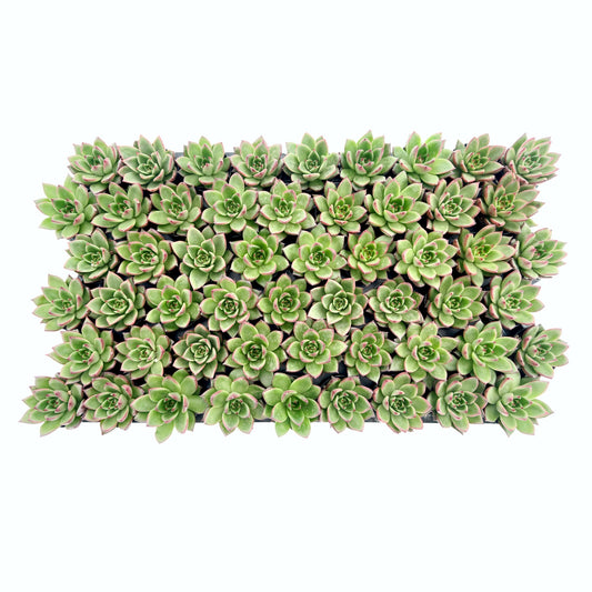 Echeveria Agavoides Wild Horse Bulk 54 Tray - 2in Pot