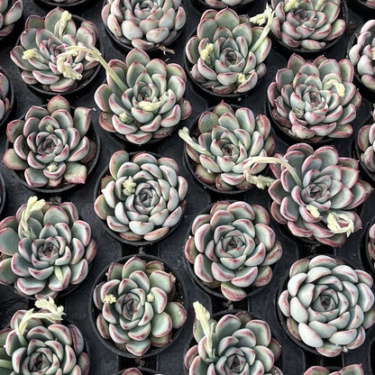 Echeveria Pulidonis Bulk 54 Tray - 2in Pot