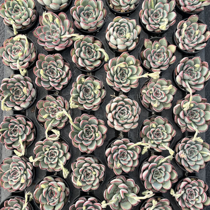 Echeveria Pulidonis Bulk 54 Tray - 2in Pot