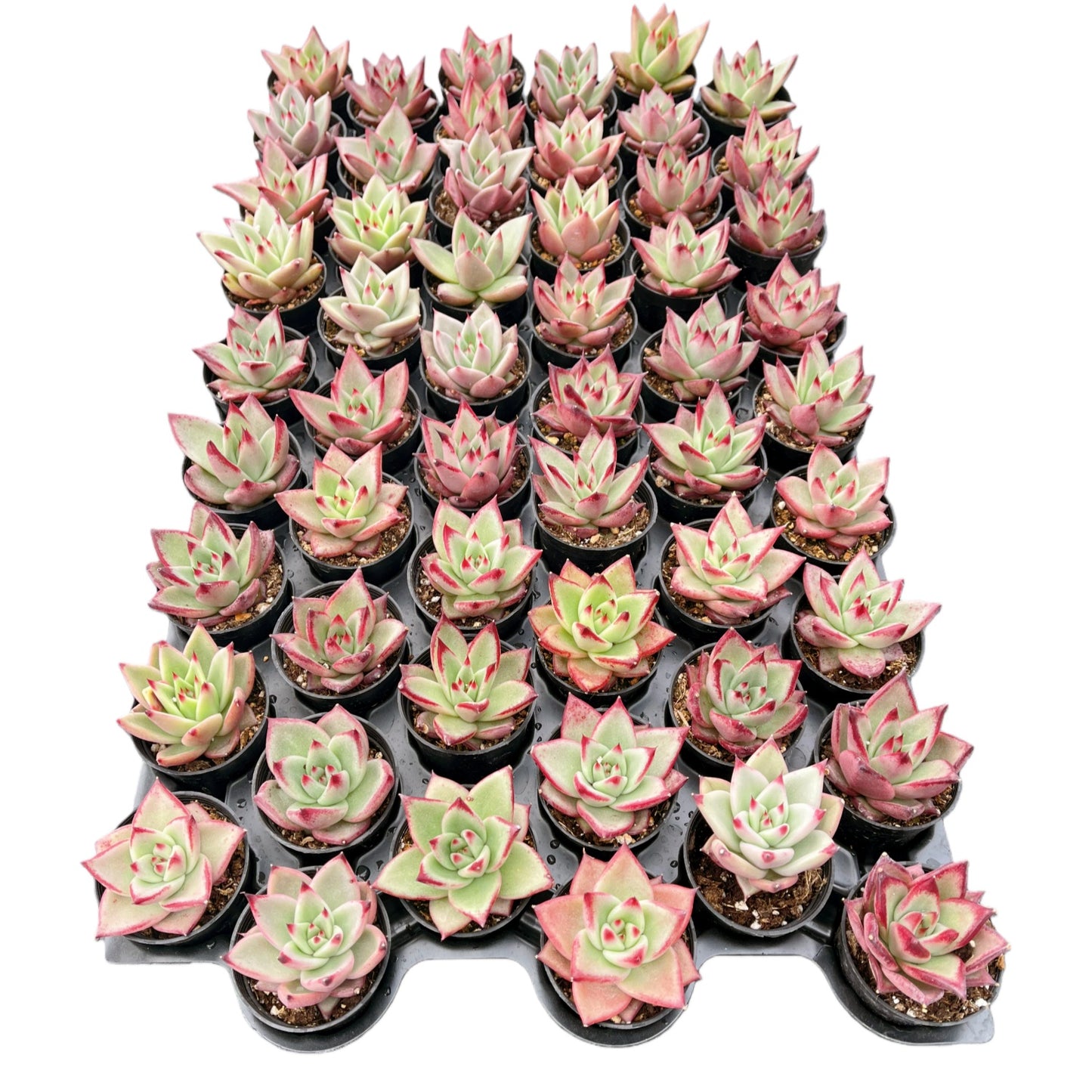 Echeveria Red Knight / Red Ebony Bulk 54 Tray - 2in Pot