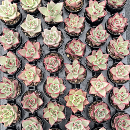 Echeveria Red Knight / Red Ebony Bulk 54 Tray - 2in Pot