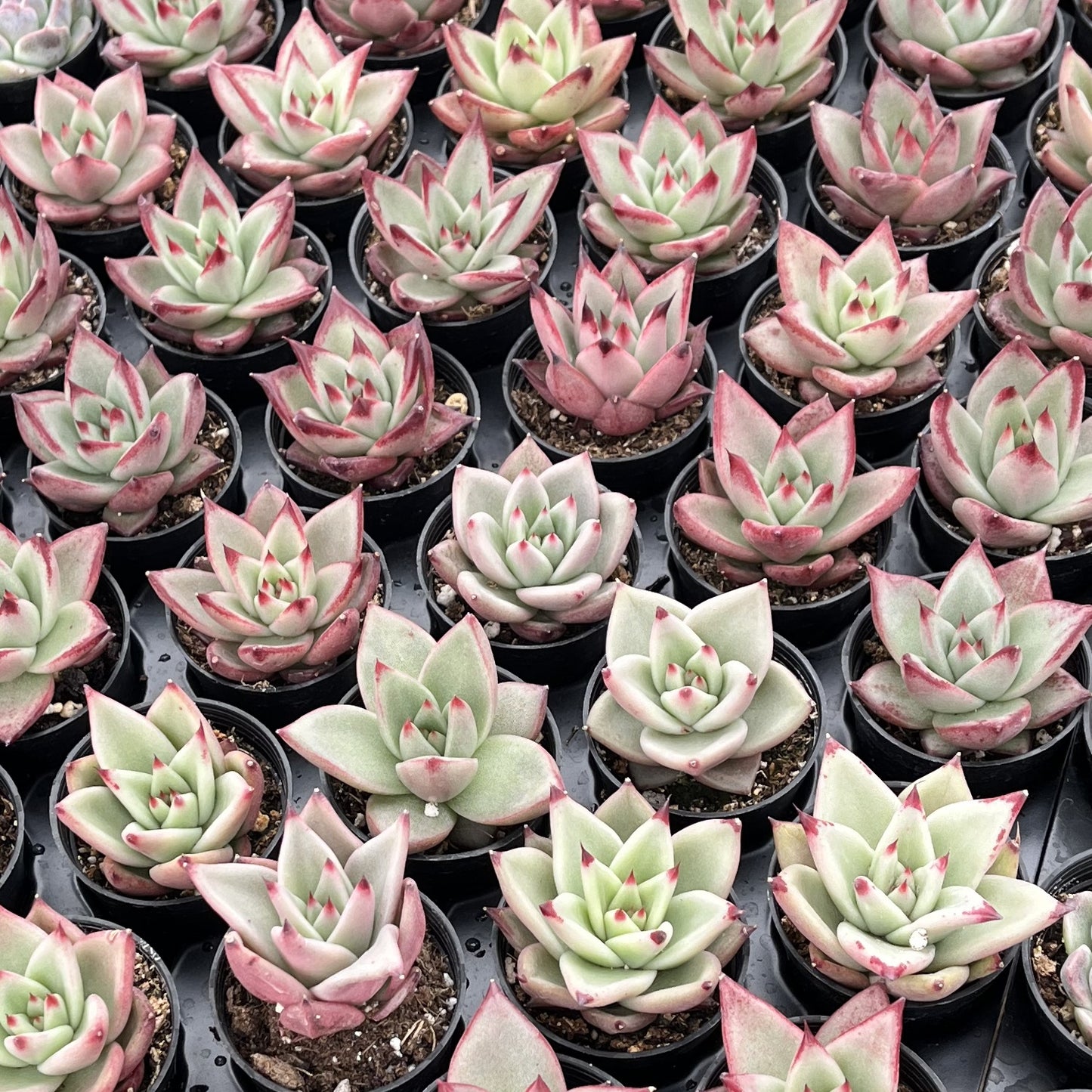 Echeveria Red Knight / Red Ebony Bulk 54 Tray - 2in Pot