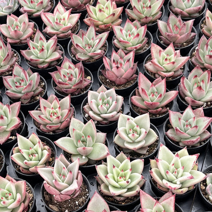 Echeveria Red Knight / Red Ebony Bulk 54 Tray - 2in Pot