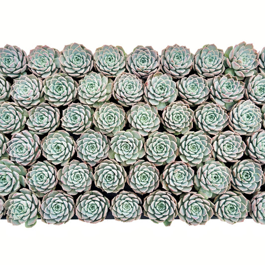 Echeveria Rosalia Bulk 54 Tray - 2in Pot