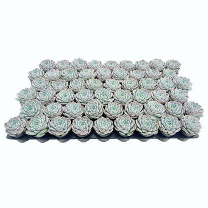 Echeveria Rosalia Bulk 54 Tray - 2in Pot
