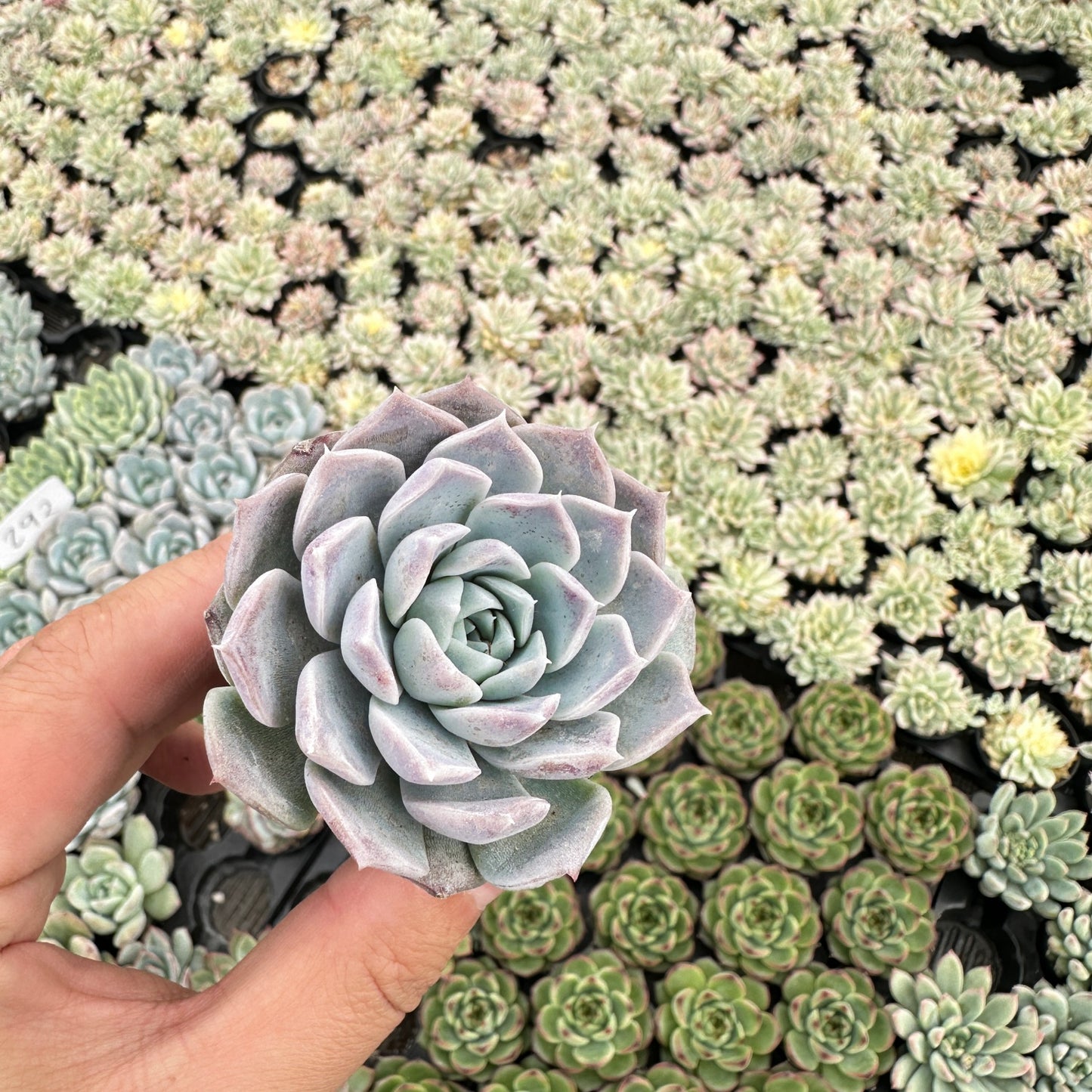 Echeveria Rosalia Bulk 54 Tray - 2in Pot