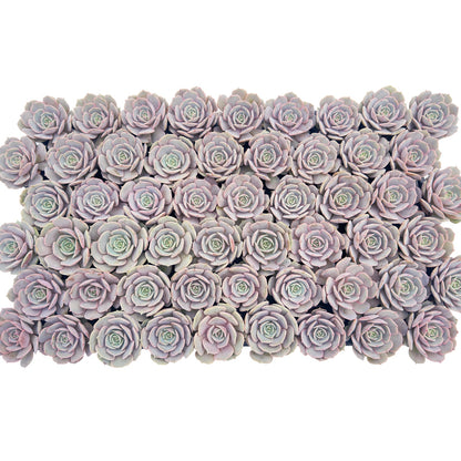 Echeveria 'Lola' Bulk 54 Tray - 2in Pot