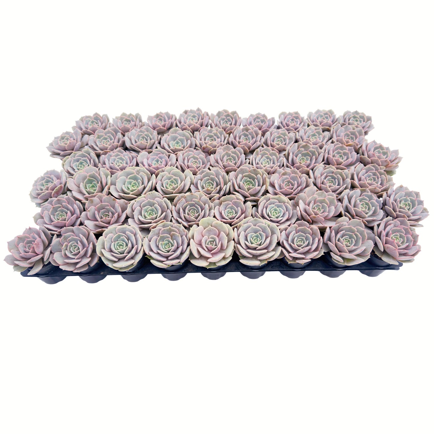 Echeveria 'Lola' Bulk 54 Tray - 2in Pot