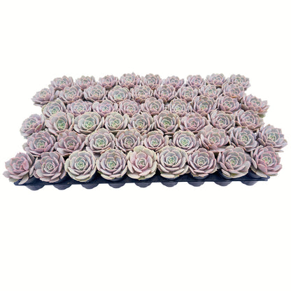 Echeveria 'Lola' Bulk 54 Tray - 2in Pot