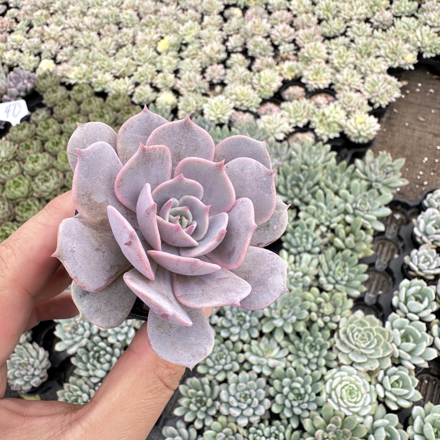 Echeveria 'Lola' Bulk 54 Tray - 2in Pot