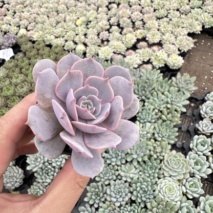 Echeveria 'Lola' Bulk 54 Tray - 2in Pot