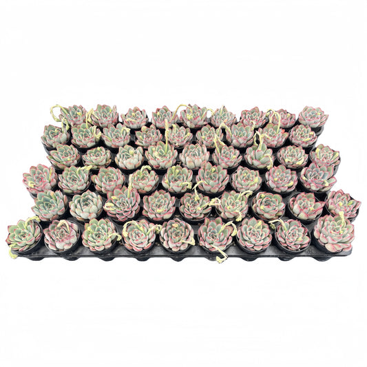 Echeveria Pulidonis Bulk 54 Tray - 2in Pot