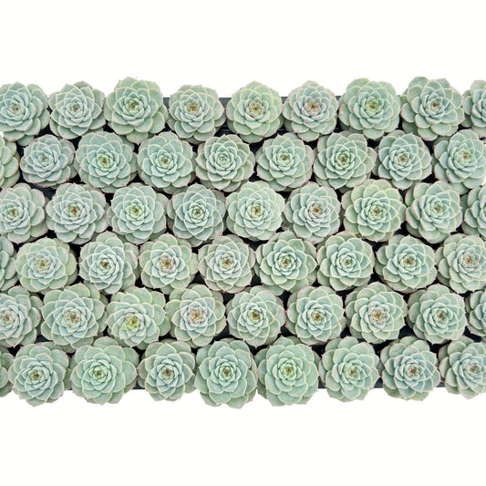 Echeveria 'Red Velvet' Bulk 54 Tray - 2in Pot