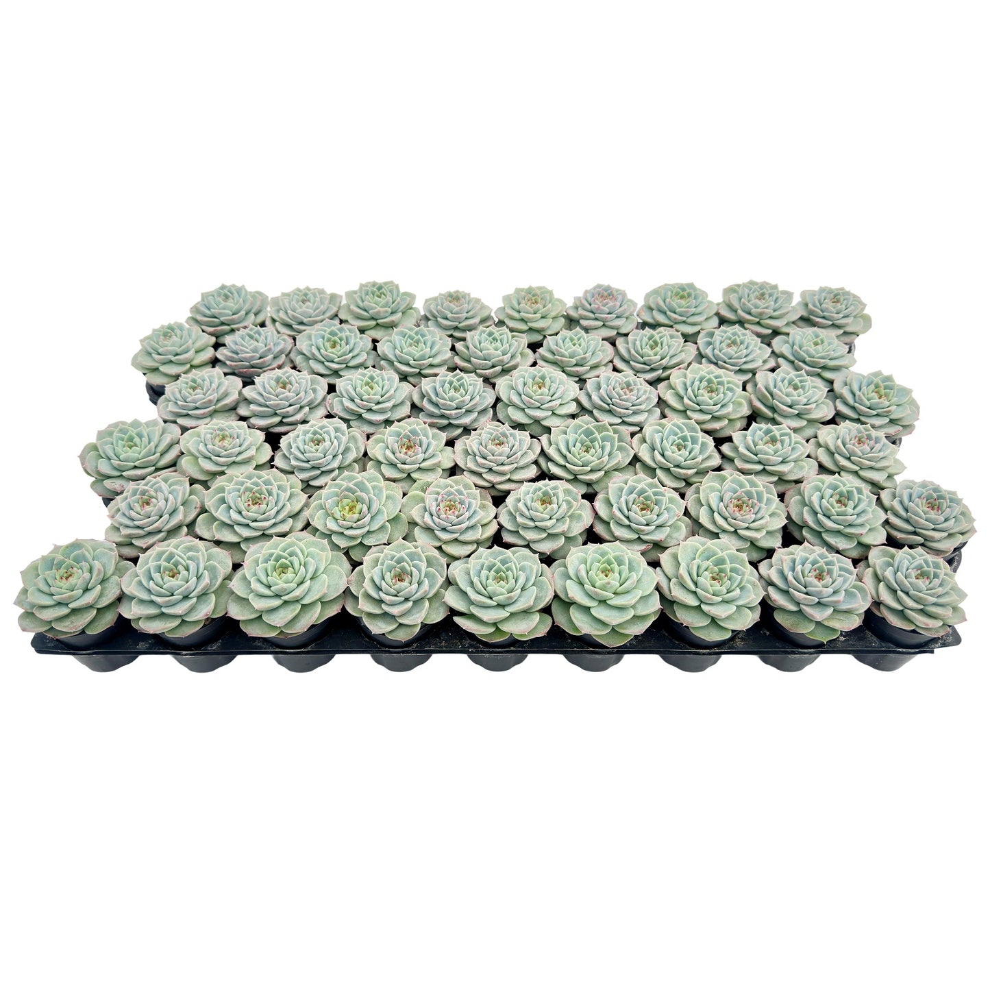 Echeveria 'Red Velvet' Bulk 54 Tray - 2in Pot