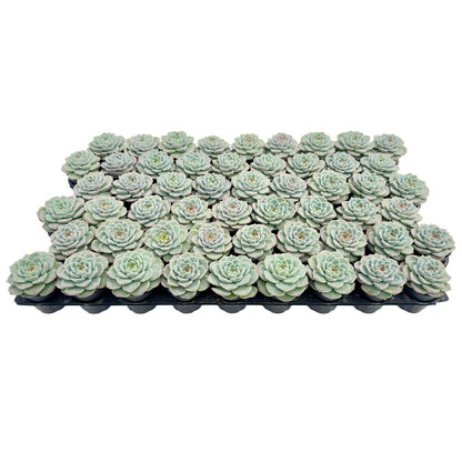 Echeveria 'Red Velvet' Bulk 54 Tray - 2in Pot