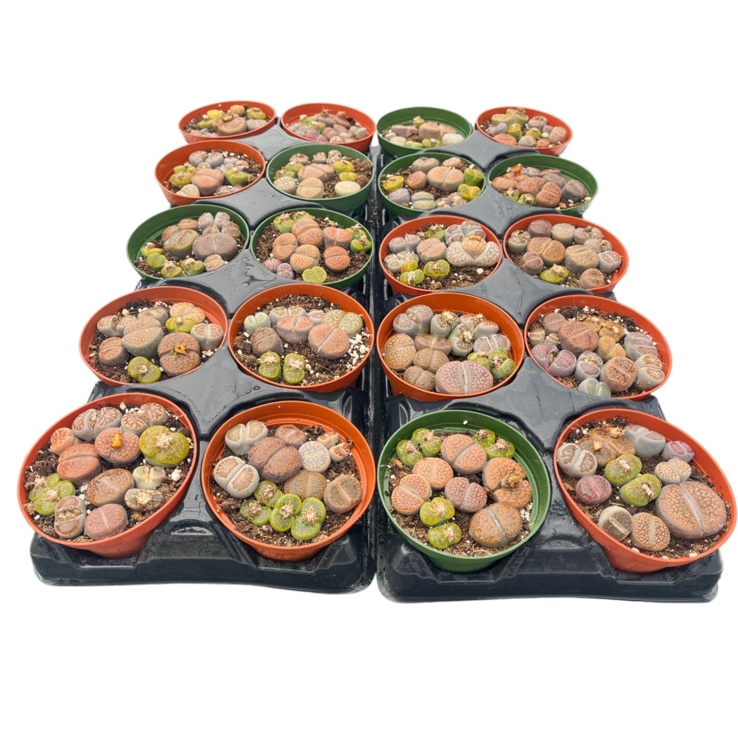 Mixed Lithops Succulent Bulk 20 Tray - 4in Pot