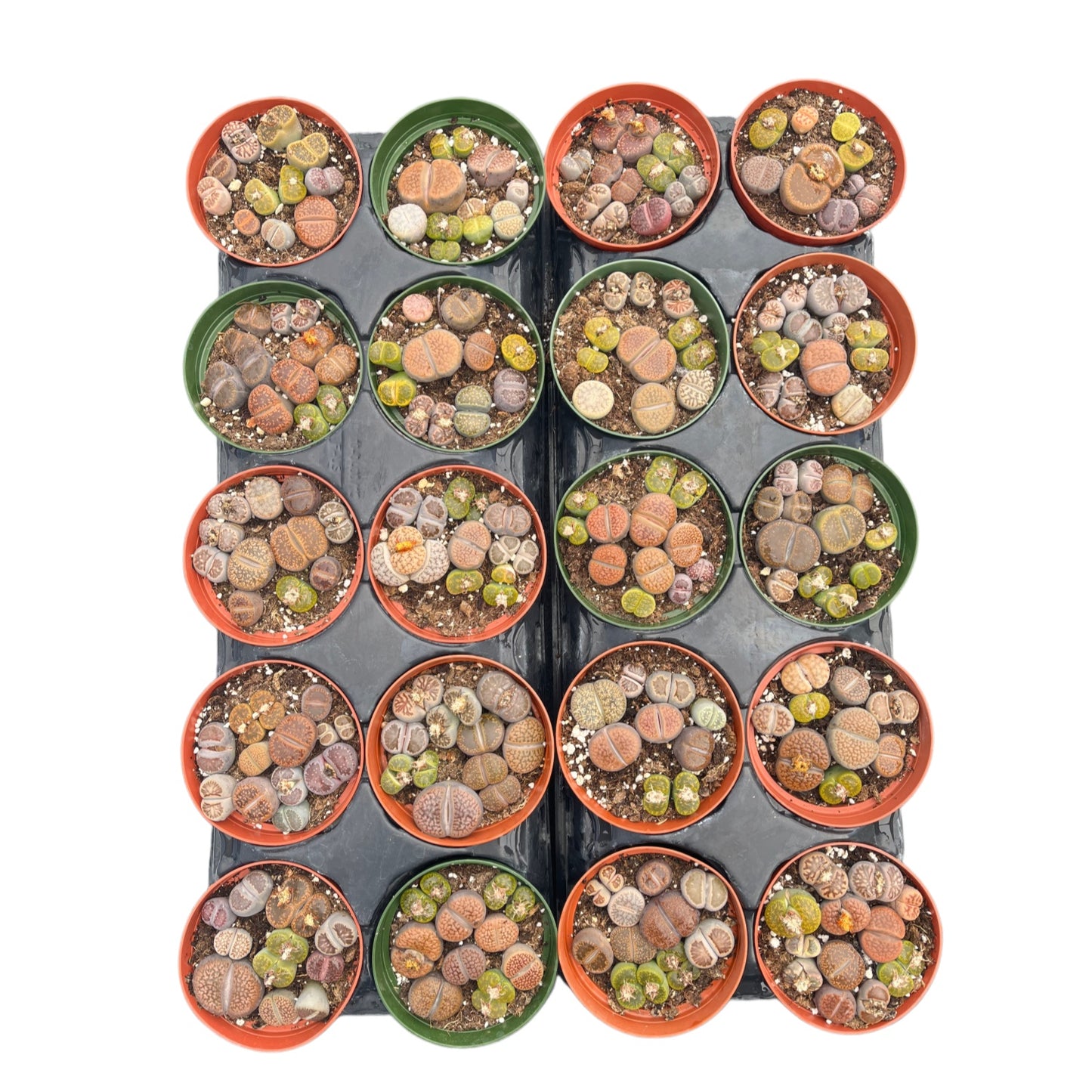 Mixed Lithops Succulent Bulk 20 Tray - 4in Pot