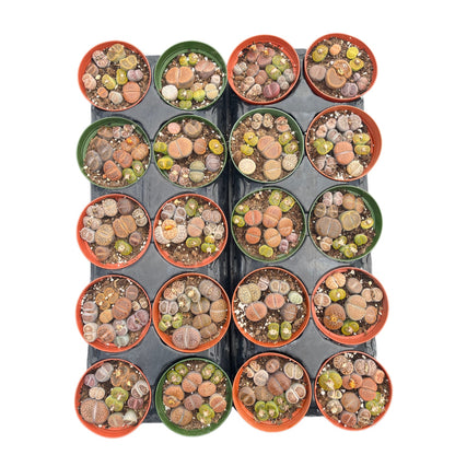 Mixed Lithops Succulent Bulk 20 Tray - 4in Pot