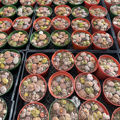 Mixed Lithops Succulent Bulk 20 Tray - 4in Pot