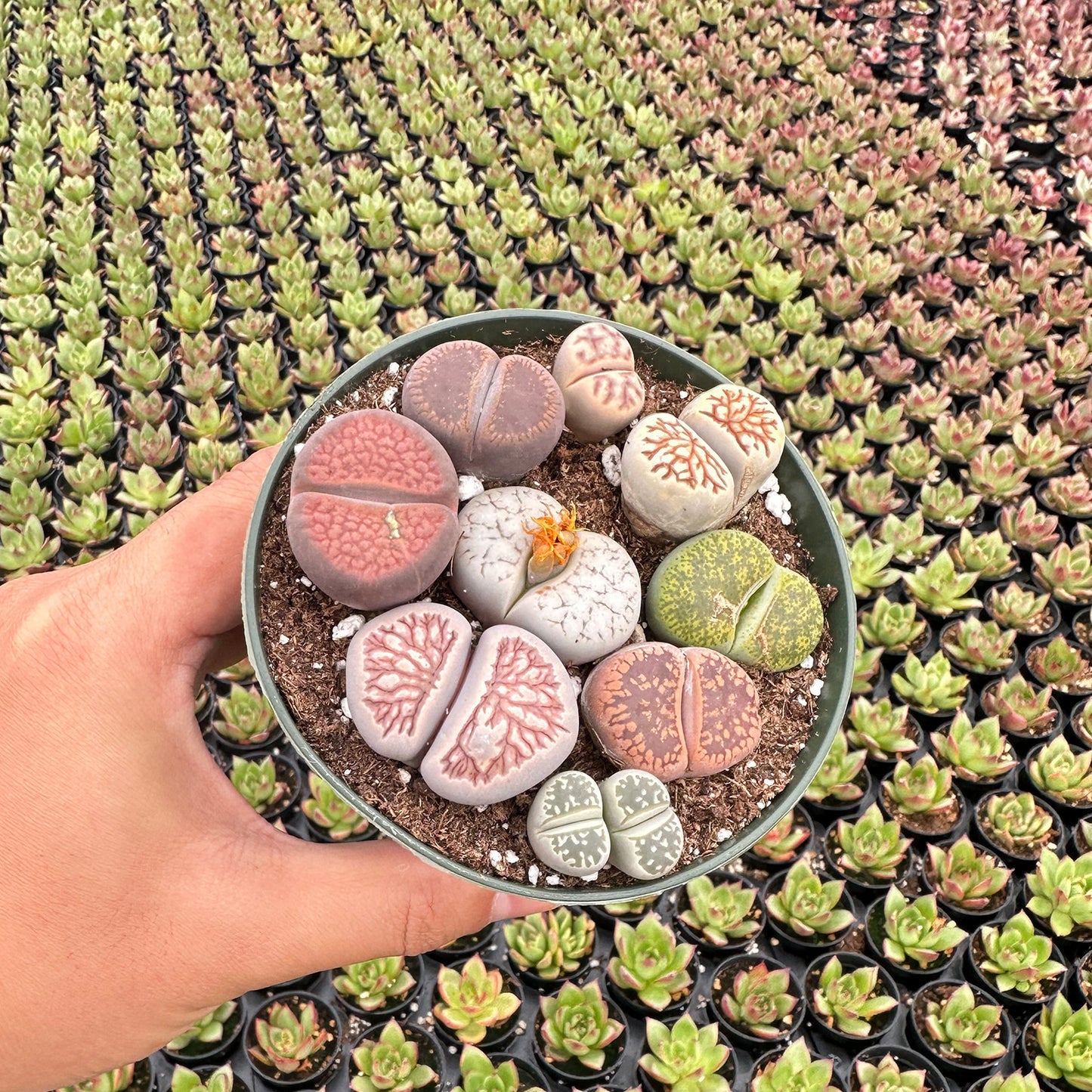 Mixed Lithops Succulent Bulk 20 Tray - 4in Pot