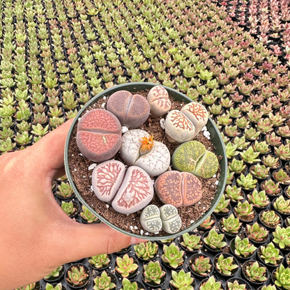 Mixed Lithops Succulent Bulk 20 Tray - 4in Pot