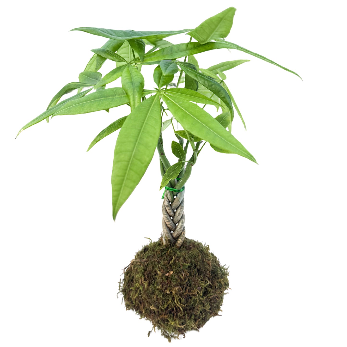 Money Tree Kokedama / Pachira aquatica Kokedama