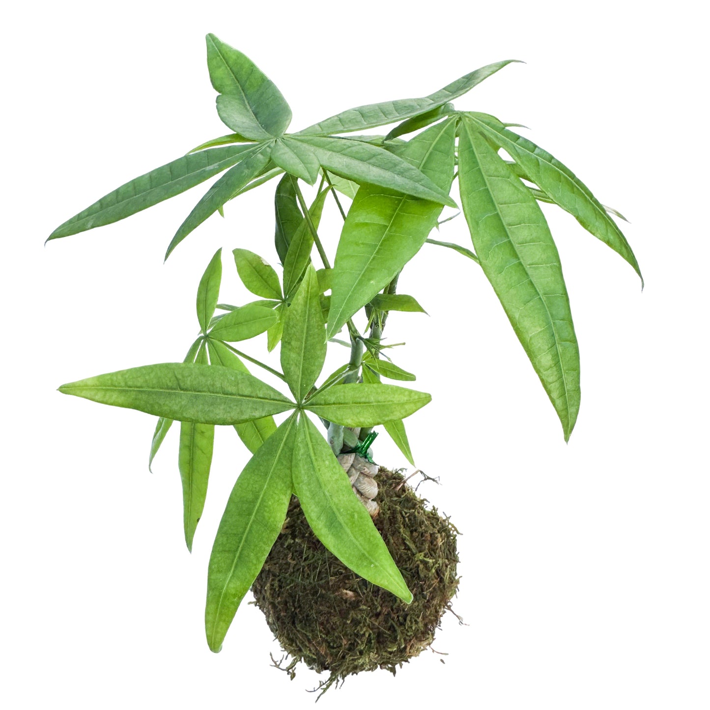 Money Tree Kokedama / Pachira aquatica Kokedama